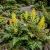 Corydalis Ferny Corydalis Cheilanthifolia Seeds