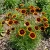 Cosmidium Brunette Cosmidium Burridgeanum Seeds 