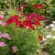 Cosmos Dazzler Cosmos Bipinnatus Seeds