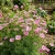 Cosmos Pinkie Cosmos Bipinnatus Seeds 