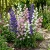 Canterbury Bells Cup and Saucer Mix Campanula Medium Seeds 