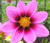 Cosmos Sonata Pink Blush Dwarf Cosmos Bipinnatus Seeds