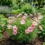 Cosmos Sonata Pink Blush Dwarf Cosmos Bipinnatus Seeds