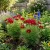 Cosmos Sonata Red Dwarf Cosmos Bipinnatus Seeds