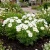 Cosmos Sonata White Dwarf Cosmos Bipinnatus Seeds
