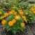 Cosmos Sulphur Ladybird Gold Dwarf Cosmos Sulphureus Seeds