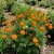 Cosmos Sulphur Ladybird Orange Dwarf Cosmos Sulphureus Seeds