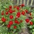 Cosmos Sulphur Ladybird Red Dwarf Cosmos Sulphureus Seeds 