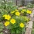 Cosmos Sulphur Ladybird Yellow Dwarf Cosmos Sulphureus Seeds
