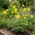 Cosmos Sulphur Yellow Cosmos Sulphureus Seeds