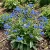 Forget Me Not Chinese Cynoglossum Amabile Seeds