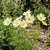 Cosmos Sonata Yellow Cosmos Bipinnatus Seeds