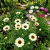 Daisy Painted Polar Star Chrysanthemum Carinatum Seeds