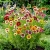 Daisy Painted Rainbow Mix Chrysanthemum Carinatum Seeds 