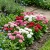 English Daisy Mix Bellis Perennis Super Enorma Seeds 