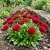 English Daisy Red Bellis Perennis Super Enorma Seeds 