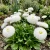 English Daisy White Bellis Perennis Super Enorma Seeds