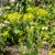 Hare's Ear Bupleurum Rotundifolium Griffithii Seeds