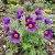 Pasque Flower Violet Pulsatilla Vulgaris Seeds