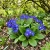 Primrose English Accord Blue Primula Vulgaris Seeds 