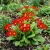 Primrose English Accord Scarlet Primula Vulgaris Seeds