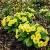 Primrose English Accord Yellow Primula Vulgaris Seeds