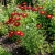 Pyrethrum Red Chrysanthemum Coccineum Seeds