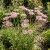 Pyrethrum Robinson's Rose Chrysanthemum Coccineum Seeds 