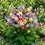 Columbine McKana Giants Aquilegia x Hybrida Seeds