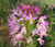 Rocky Mountain Bee Plant Cleome Serrulata Seeds 2