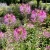 Rocky Mountain Bee Plant Cleome Serrulata Seeds