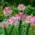 Spider Flower Rose Queen Cleome Hassleriana Seeds