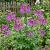 Spider Flower Violet Queen Cleome Hassleriana Seeds