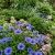 The Blues Blue Daisy Felicia Heterophylla Seeds
