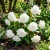 Begonia Tuberous Double White Begonia Tuberosa Seeds 