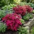 Coleus Jazz Velvet Solenostemon Scutellarioides Seeds