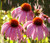 Coneflower Purple Echinacea Purpurea Seeds 2