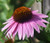 Coneflower Purple Echinacea Purpurea Seeds 