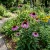 Coneflower Purple Echinacea Purpurea Seeds  p2