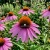 Coneflower Purple Echinacea Purpurea Seeds 