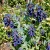 Honeywort Cerinthe Major Purpurascens Seeds