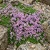 Creeping Thyme Dwarf Thymus Serpyllum Seeds  3