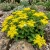 Sedum Aizoon Stonecrop Sedum Aizoon Seeds