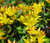 Sedum Russian Stonecrop Sedum Kamtschaticum Seeds