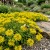 Sedum Russian Stonecrop Sedum Kamtschaticum Seeds