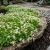 Sedum Oktoberfest Stonecrop Sedum Acre Seeds