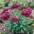 Sedum Emperor's Wave Stonecrop Sedum Telephium Seeds