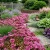 Sedum Purple Carpet Stonecrop Sedum Spurium Coccineum Seeds 