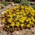 Sedum Oregon Stonecrop Sedum Oreganum Seeds