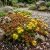 Sedum Oregon Stonecrop Sedum Oreganum Seeds 2